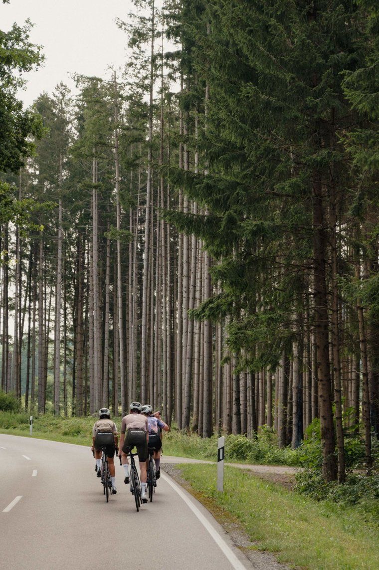 Group of riders on a pine-lined road